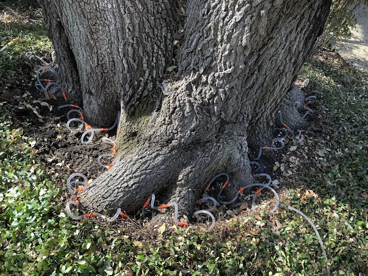 Detailed Tree Cabling and Bracing job site in Moores Hill