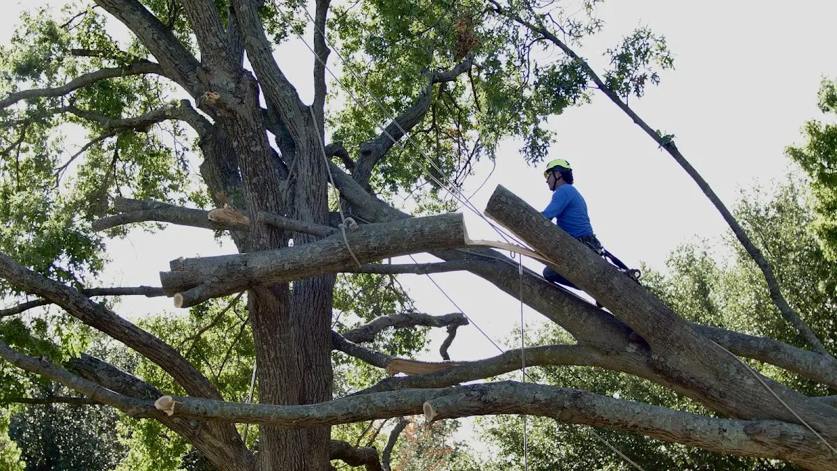 Professional Crown Thinning performed by certified arborists in Moores Hill